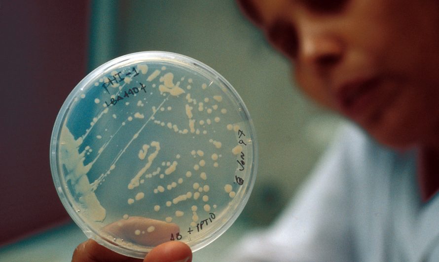 Un monde de bactéries